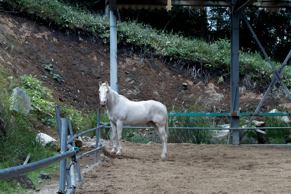 馬を理解し、馬と生きる│イマジン 公式サイト