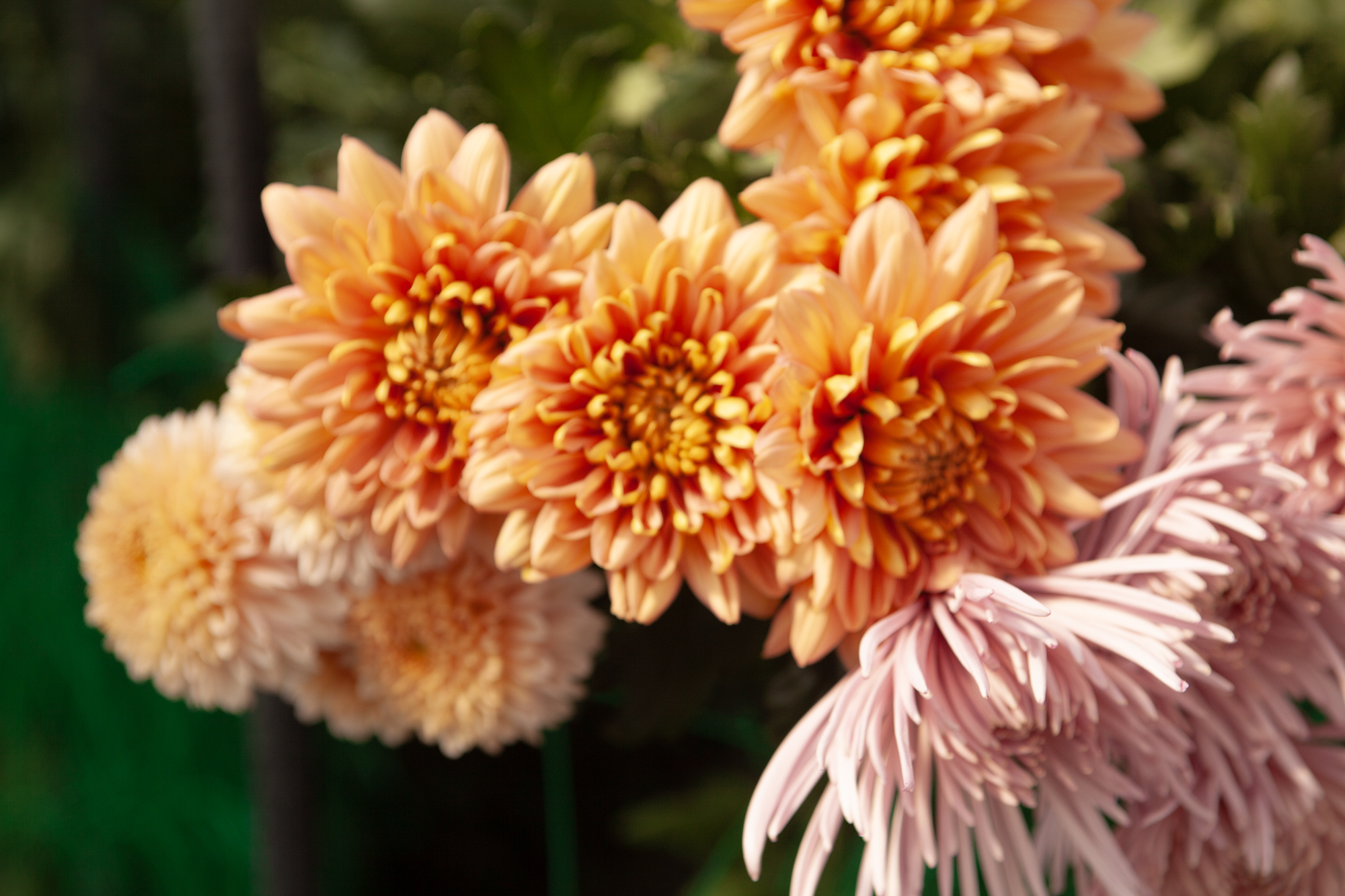 菊で拓く新たな道│イマジン 公式サイト